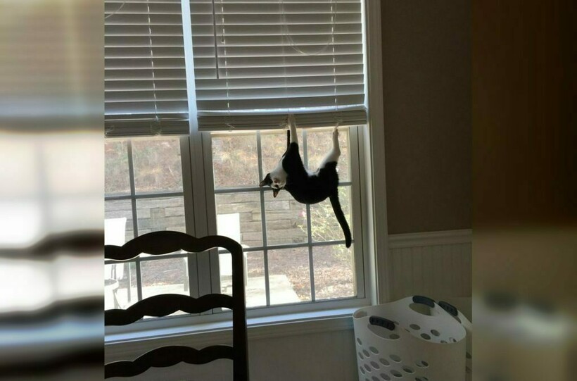 Блог - 11 котов, которые не знают правил физики, а потому с легкостью их нарушают 11 котов, которые не знают правил физики, а потому с легкостью их нарушают