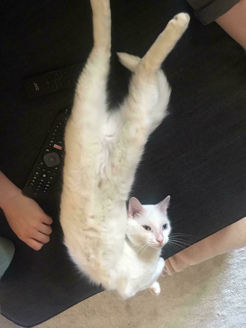 Блог - 11 котов, которые не знают правил физики, а потому с легкостью их нарушают 11 котов, которые не знают правил физики, а потому с легкостью их нарушают