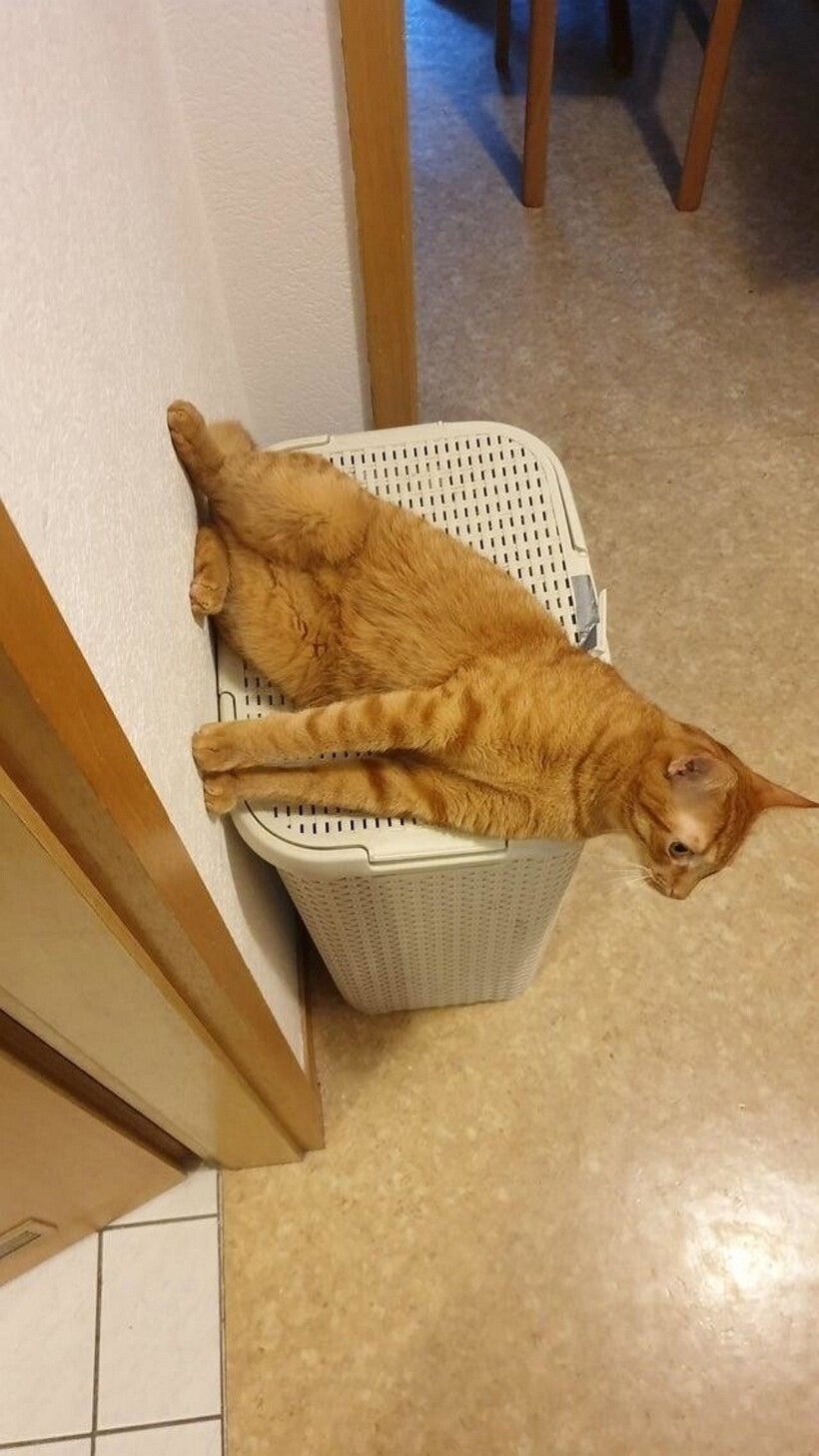 Блог - 11 котов, которые не знают правил физики, а потому с легкостью их нарушают 11 котов, которые не знают правил физики, а потому с легкостью их нарушают