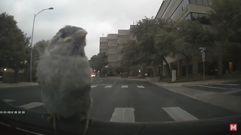 Блог - 50 удивительных моментов, которые случайно повезло запечатлеть на камеры наблюдения 50 удивительных моментов, которые случайно повезло запечатлеть на камеры наблюдения