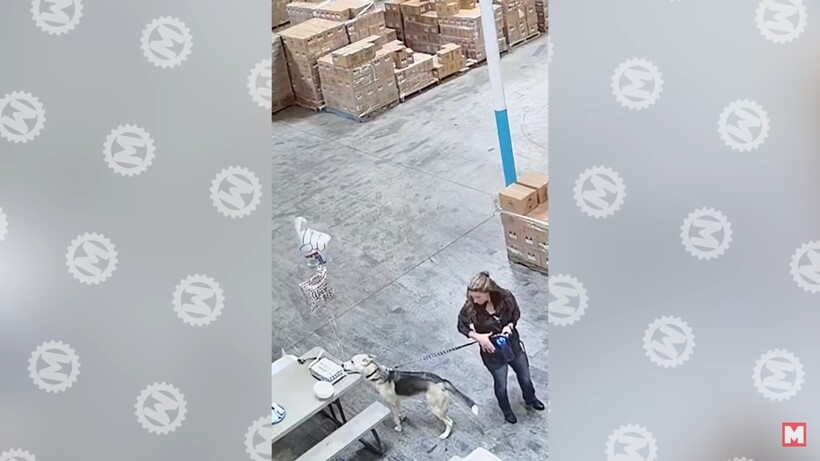 Блог - 50 удивительных моментов, которые случайно повезло запечатлеть на камеры наблюдения 50 удивительных моментов, которые случайно повезло запечатлеть на камеры наблюдения