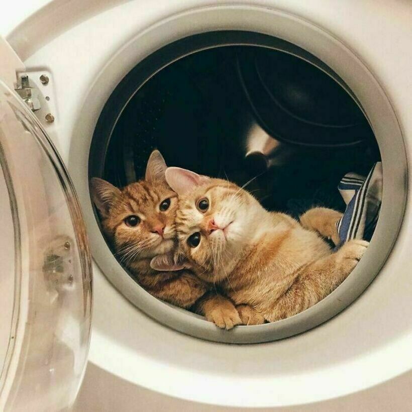 Блог - 14 котов, которые своим поведением так и напрашивались, чтобы их сфотографировали 14 котов, которые своим поведением так и напрашивались, чтобы их сфотографировали
