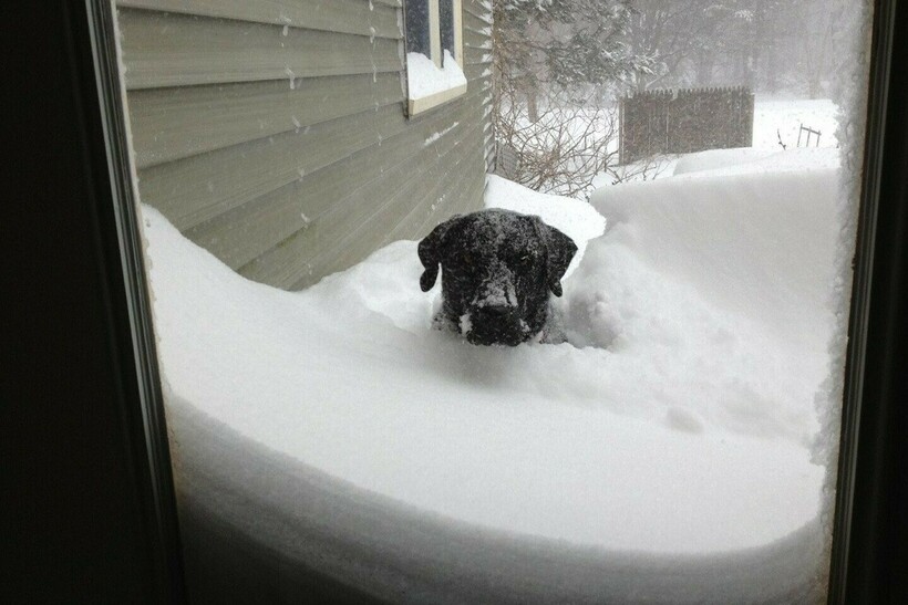 Блог - 15 животных, которым немножечко не повезло, ведь их забыли впустить в дом 15 животных, которым немножечко не повезло, ведь их забыли впустить в дом