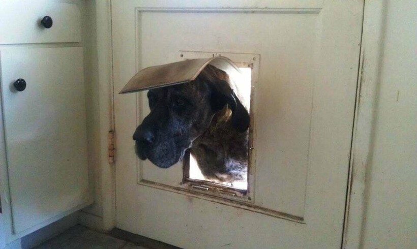 Блог - 15 животных, которым немножечко не повезло, ведь их забыли впустить в дом 15 животных, которым немножечко не повезло, ведь их забыли впустить в дом