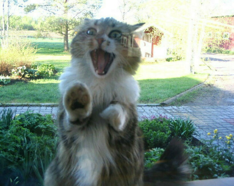 Блог - 15 животных, которым немножечко не повезло, ведь их забыли впустить в дом 15 животных, которым немножечко не повезло, ведь их забыли впустить в дом