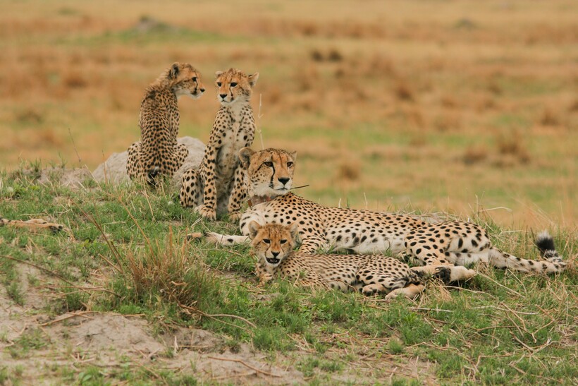 Фото: Roman Furrer / flickr.com Фото: Roman Furrer / flickr.com