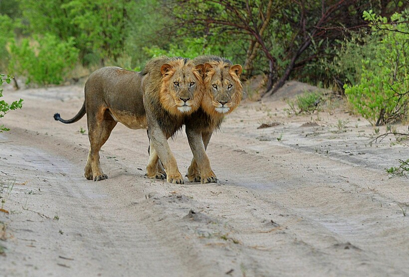 Фото: Deepak Narayanan Madangarli / flickr.com Фото: Deepak Narayanan Madangarli / flickr.com