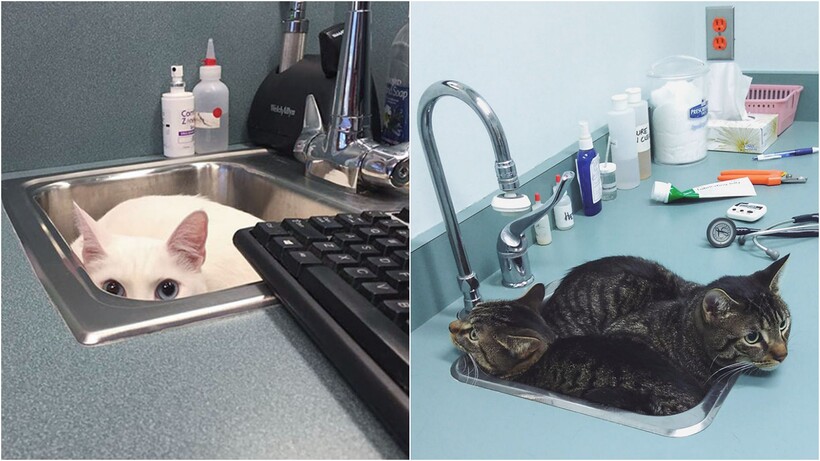 Блог - 20 комичных фото спрятавшихся питомцев, которые были уверены, что их никто не видит 20 комичных фото спрятавшихся питомцев, которые были уверены, что их никто не видит