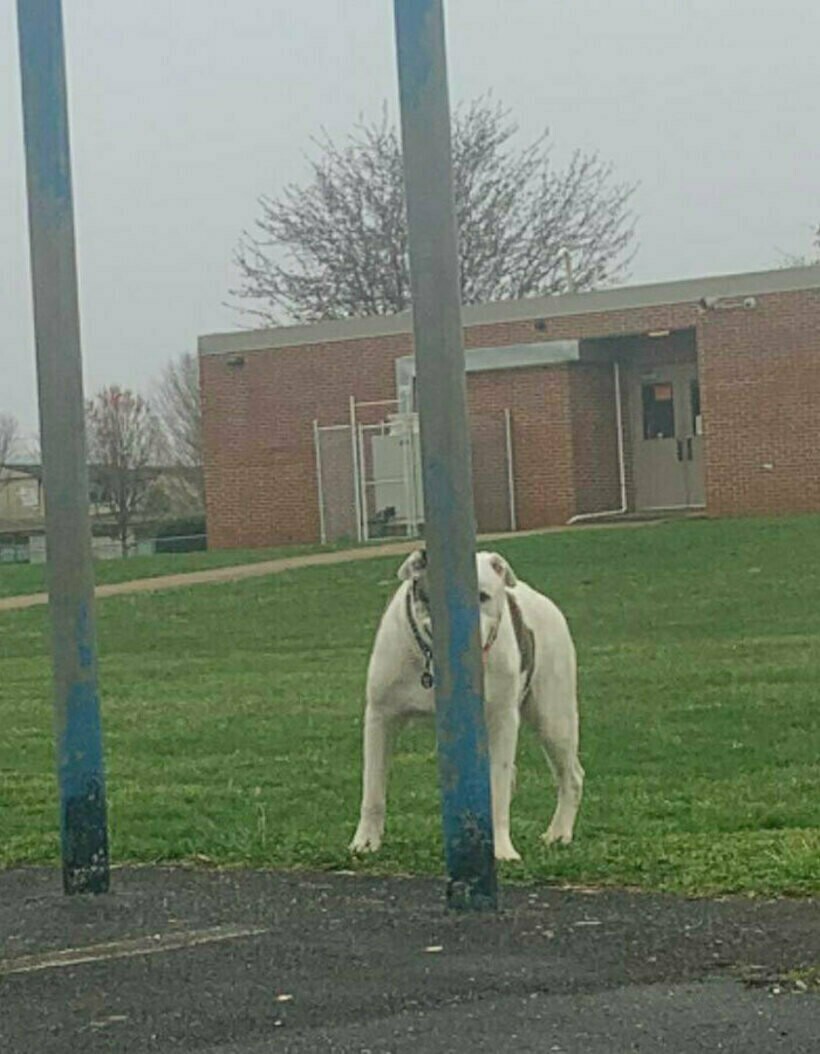 Блог - 20 комичных фото спрятавшихся питомцев, которые были уверены, что их никто не видит 20 комичных фото спрятавшихся питомцев, которые были уверены, что их никто не видит