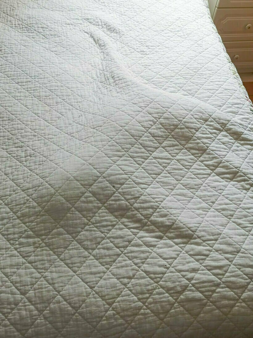 Блог - 20 комичных фото спрятавшихся питомцев, которые были уверены, что их никто не видит 20 комичных фото спрятавшихся питомцев, которые были уверены, что их никто не видит