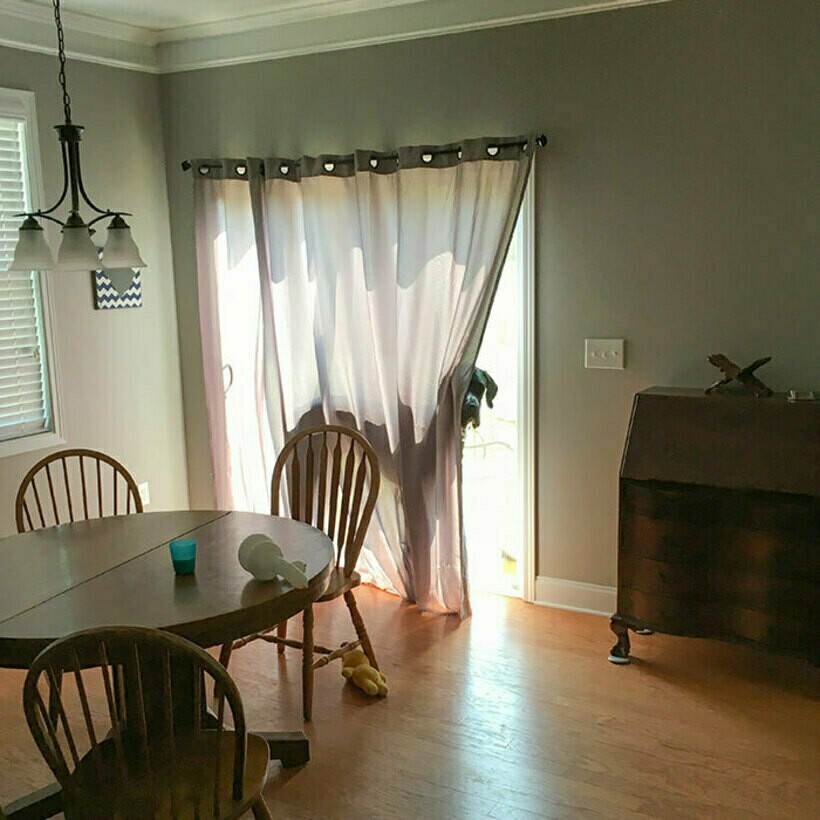 Блог - 20 комичных фото спрятавшихся питомцев, которые были уверены, что их никто не видит 20 комичных фото спрятавшихся питомцев, которые были уверены, что их никто не видит