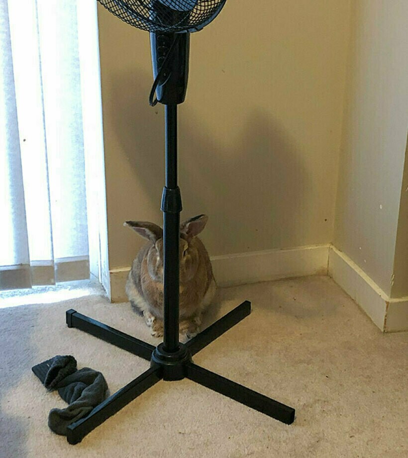 Блог - 20 комичных фото спрятавшихся питомцев, которые были уверены, что их никто не видит 20 комичных фото спрятавшихся питомцев, которые были уверены, что их никто не видит