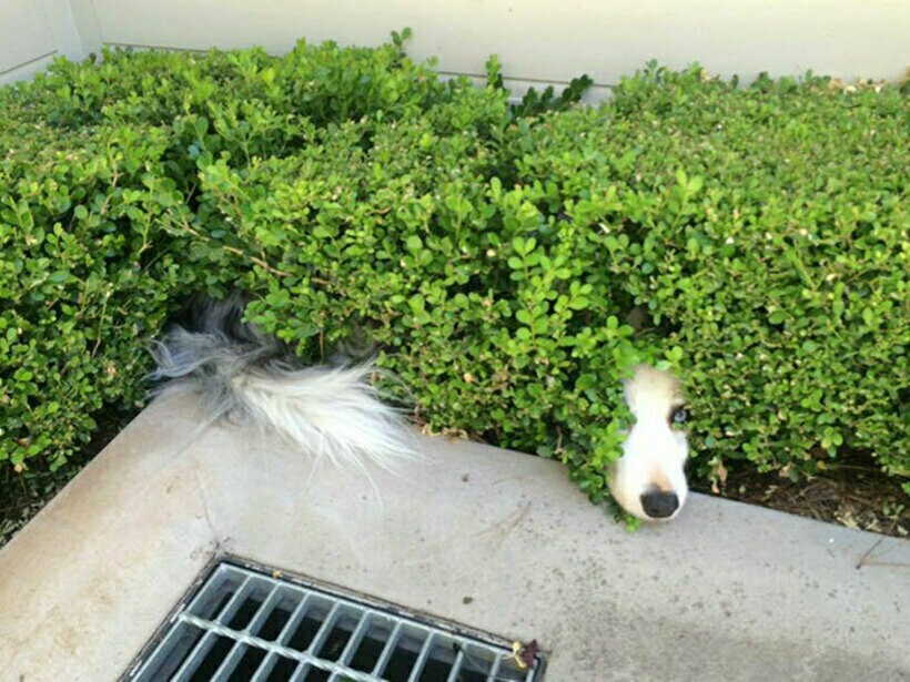 Блог - 20 комичных фото спрятавшихся питомцев, которые были уверены, что их никто не видит 20 комичных фото спрятавшихся питомцев, которые были уверены, что их никто не видит