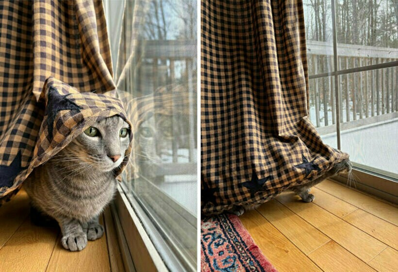 Блог - 20 комичных фото спрятавшихся питомцев, которые были уверены, что их никто не видит 20 комичных фото спрятавшихся питомцев, которые были уверены, что их никто не видит