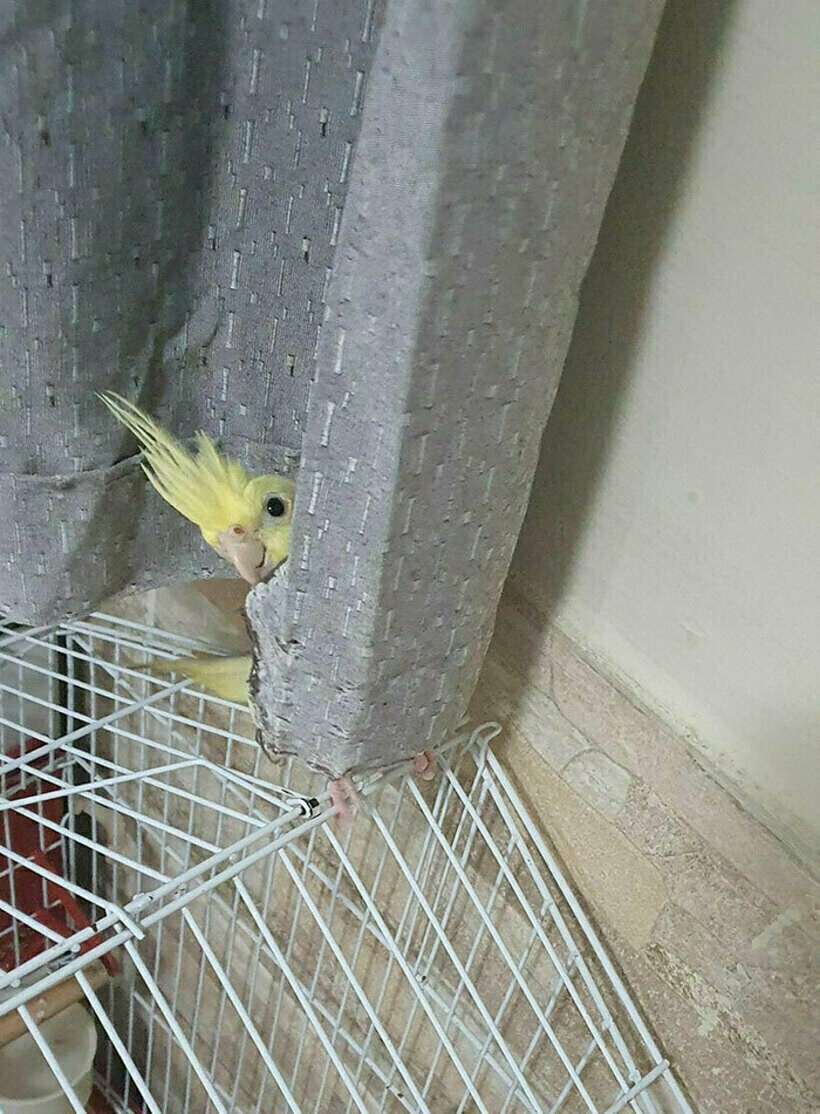 Блог - 20 комичных фото спрятавшихся питомцев, которые были уверены, что их никто не видит 20 комичных фото спрятавшихся питомцев, которые были уверены, что их никто не видит