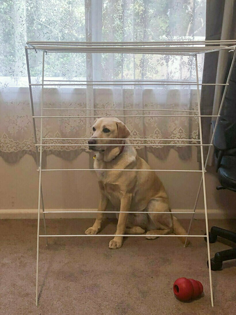 Блог - 20 комичных фото спрятавшихся питомцев, которые были уверены, что их никто не видит 20 комичных фото спрятавшихся питомцев, которые были уверены, что их никто не видит