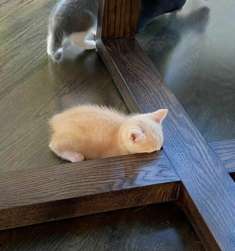 Блог - 20 комичных фото спрятавшихся питомцев, которые были уверены, что их никто не видит 20 комичных фото спрятавшихся питомцев, которые были уверены, что их никто не видит