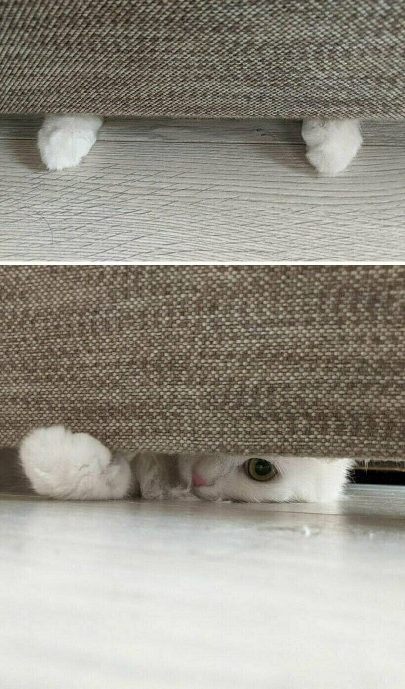 Блог - 20 комичных фото спрятавшихся питомцев, которые были уверены, что их никто не видит 20 комичных фото спрятавшихся питомцев, которые были уверены, что их никто не видит