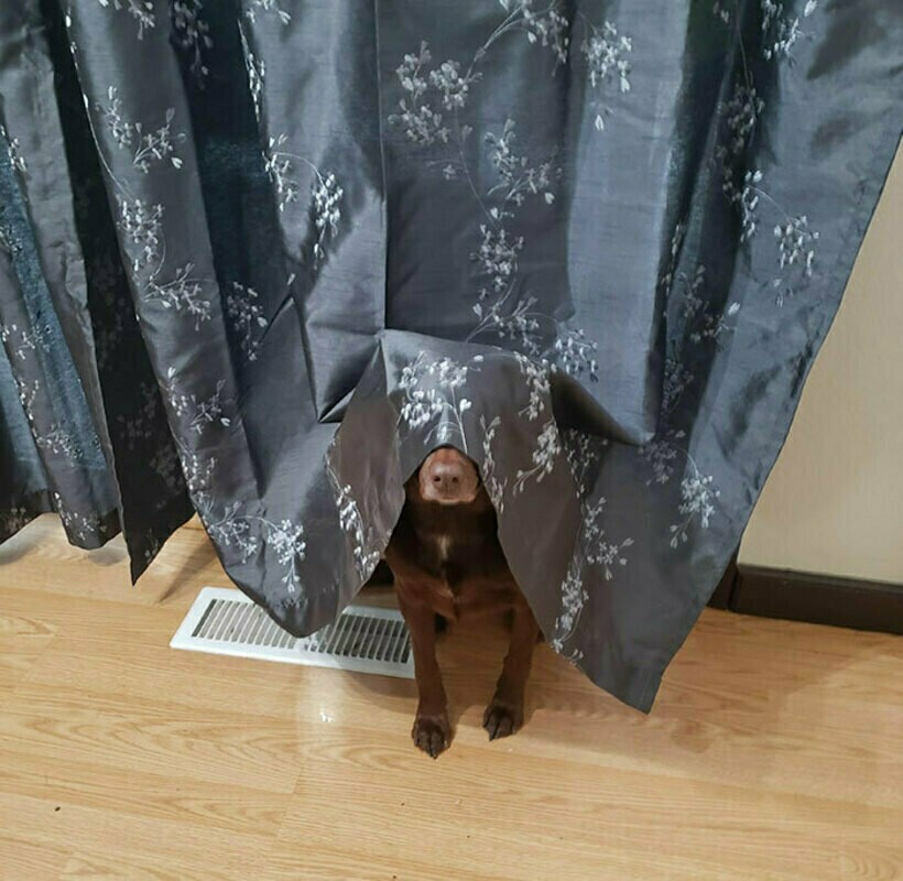 Блог - 20 комичных фото спрятавшихся питомцев, которые были уверены, что их никто не видит 20 комичных фото спрятавшихся питомцев, которые были уверены, что их никто не видит