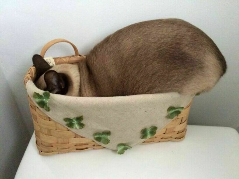 Блог - 20 комичных фото спрятавшихся питомцев, которые были уверены, что их никто не видит 20 комичных фото спрятавшихся питомцев, которые были уверены, что их никто не видит