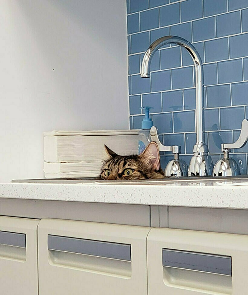 Блог - 20 комичных фото спрятавшихся питомцев, которые были уверены, что их никто не видит 20 комичных фото спрятавшихся питомцев, которые были уверены, что их никто не видит