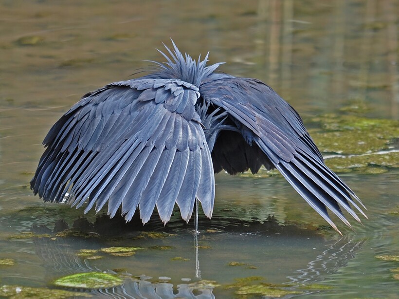 Фото: Frans Vandewalle / flickr.com Фото: Frans Vandewalle / flickr.com
