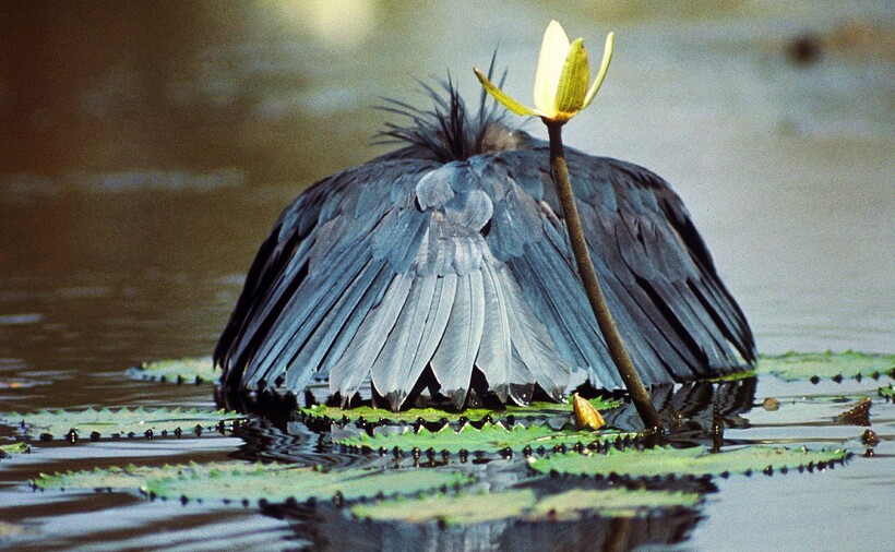 Фото: Frans Vandewalle / flickr.com Фото: Frans Vandewalle / flickr.com