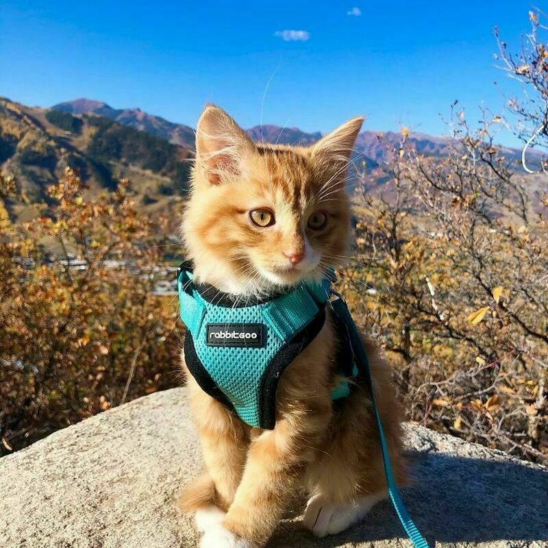 16 снимков кота Либхена, который вдохновляет на путешествия с питомцами