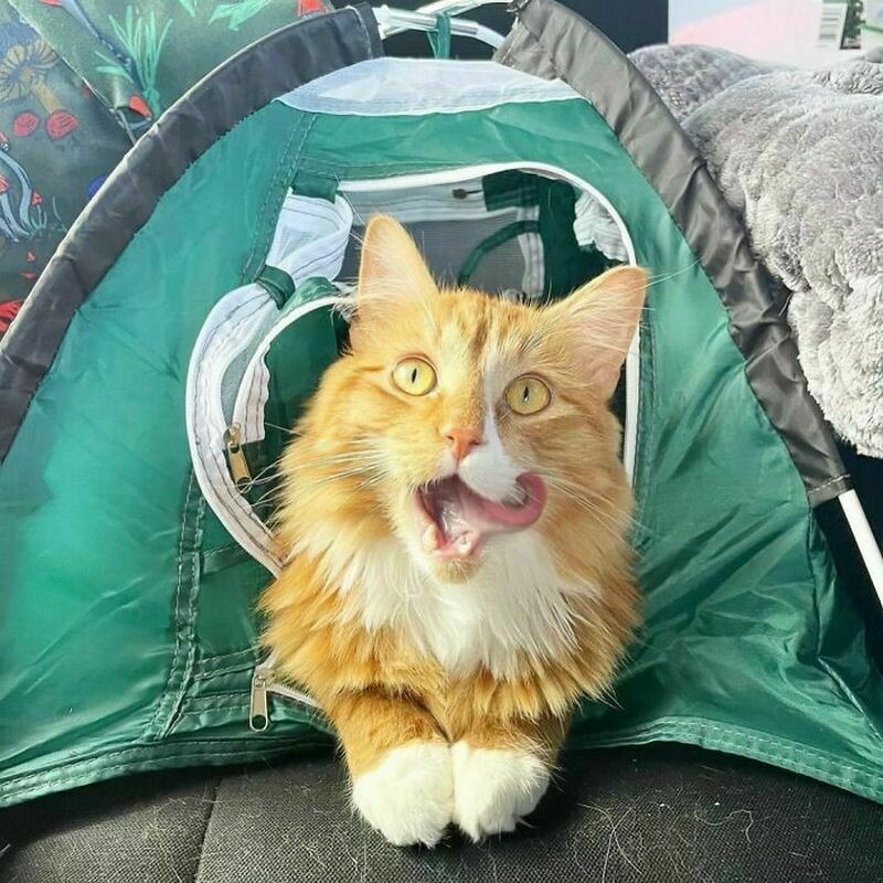 16 снимков кота Либхена, который вдохновляет на путешествия с питомцами