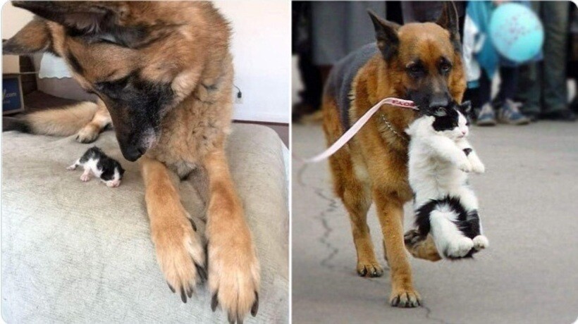 Блог - 20 смешных фото собак, которые выглядят слишком умилительно, что бы они ни делали 20 смешных фото собак, которые выглядят слишком умилительно, что бы они ни делали