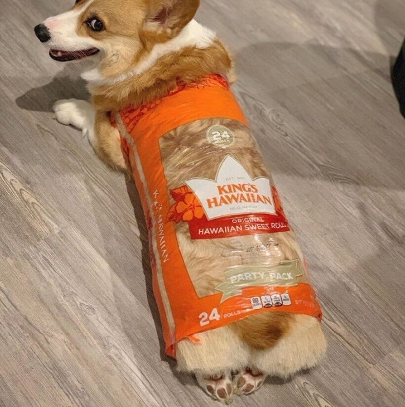 Блог - 20 смешных фото собак, которые выглядят слишком умилительно, что бы они ни делали 20 смешных фото собак, которые выглядят слишком умилительно, что бы они ни делали