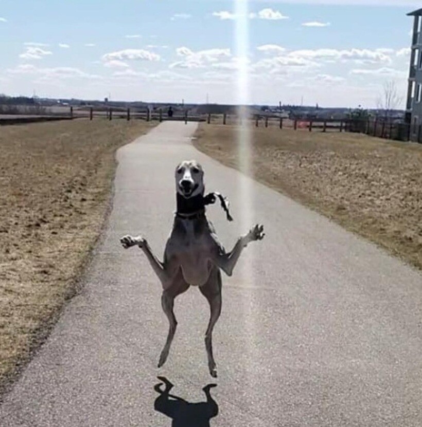 Блог - 20 смешных фото собак, которые выглядят слишком умилительно, что бы они ни делали 20 смешных фото собак, которые выглядят слишком умилительно, что бы они ни делали