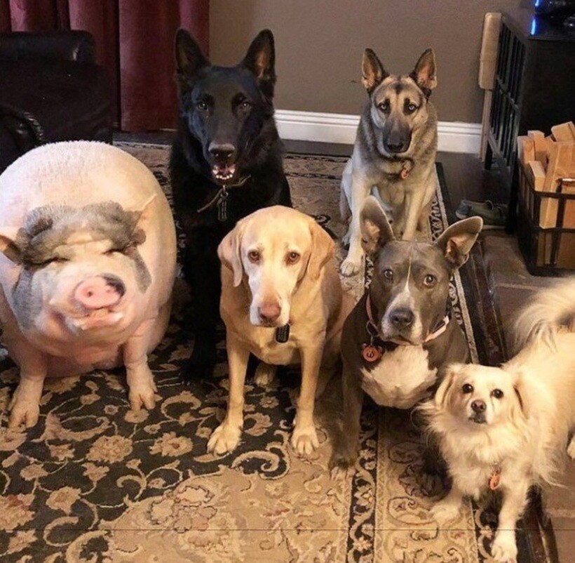 Блог - 20 смешных фото собак, которые выглядят слишком умилительно, что бы они ни делали 20 смешных фото собак, которые выглядят слишком умилительно, что бы они ни делали