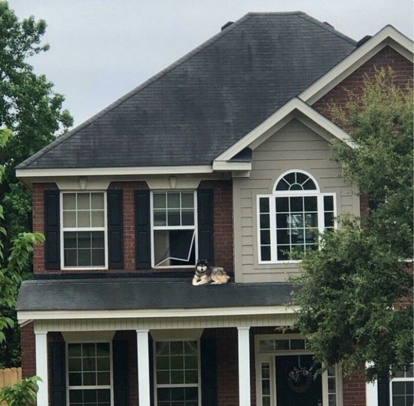 Блог - 20 смешных фото собак, которые выглядят слишком умилительно, что бы они ни делали 20 смешных фото собак, которые выглядят слишком умилительно, что бы они ни делали