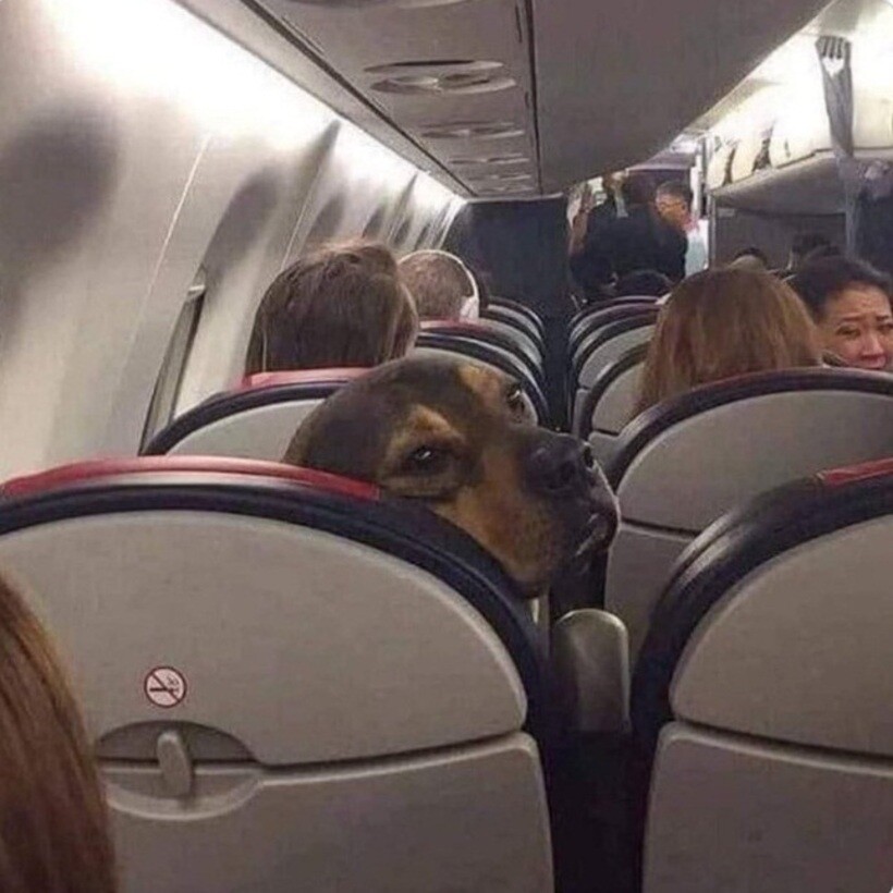 Блог - 20 смешных фото собак, которые выглядят слишком умилительно, что бы они ни делали 20 смешных фото собак, которые выглядят слишком умилительно, что бы они ни делали