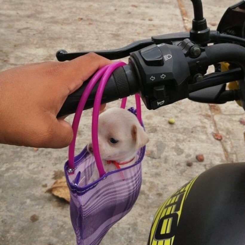 Блог - 20 смешных фото собак, которые выглядят слишком умилительно, что бы они ни делали 20 смешных фото собак, которые выглядят слишком умилительно, что бы они ни делали