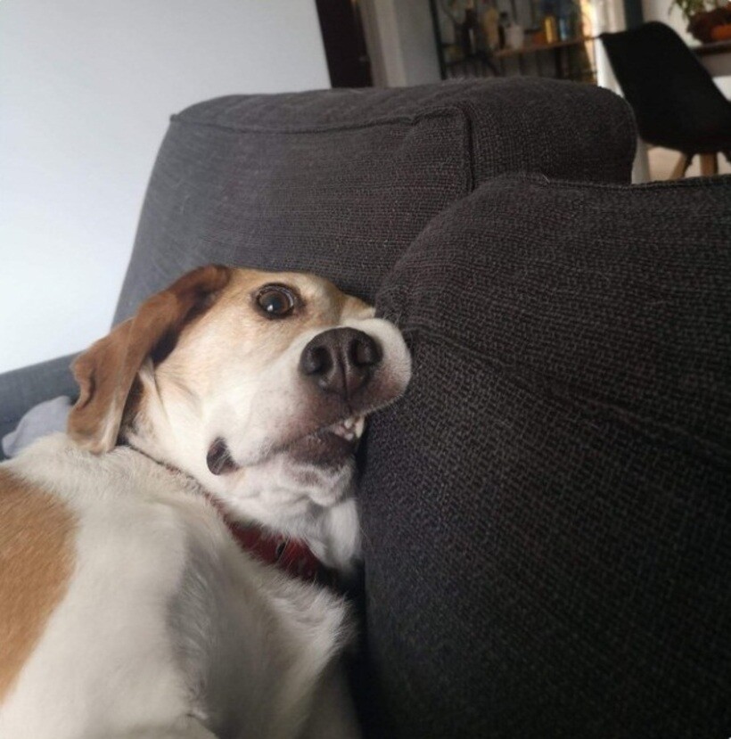 Блог - 20 смешных фото собак, которые выглядят слишком умилительно, что бы они ни делали 20 смешных фото собак, которые выглядят слишком умилительно, что бы они ни делали