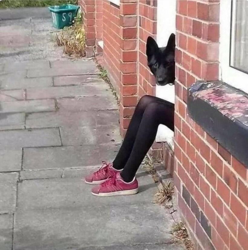 Блог - 20 смешных фото собак, которые выглядят слишком умилительно, что бы они ни делали 20 смешных фото собак, которые выглядят слишком умилительно, что бы они ни делали