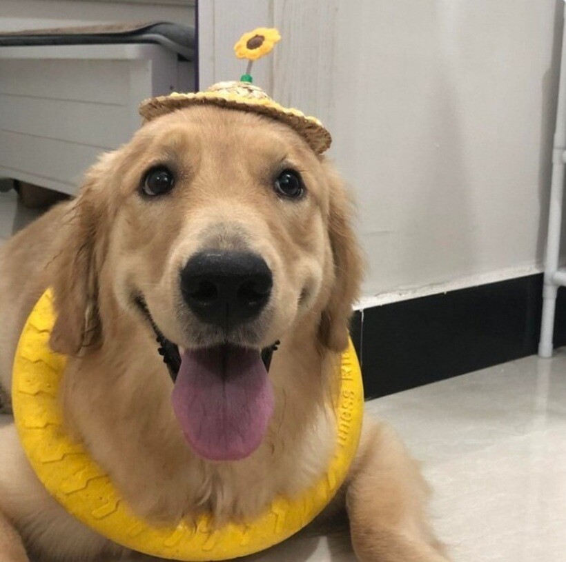 Блог - 20 смешных фото собак, которые выглядят слишком умилительно, что бы они ни делали 20 смешных фото собак, которые выглядят слишком умилительно, что бы они ни делали