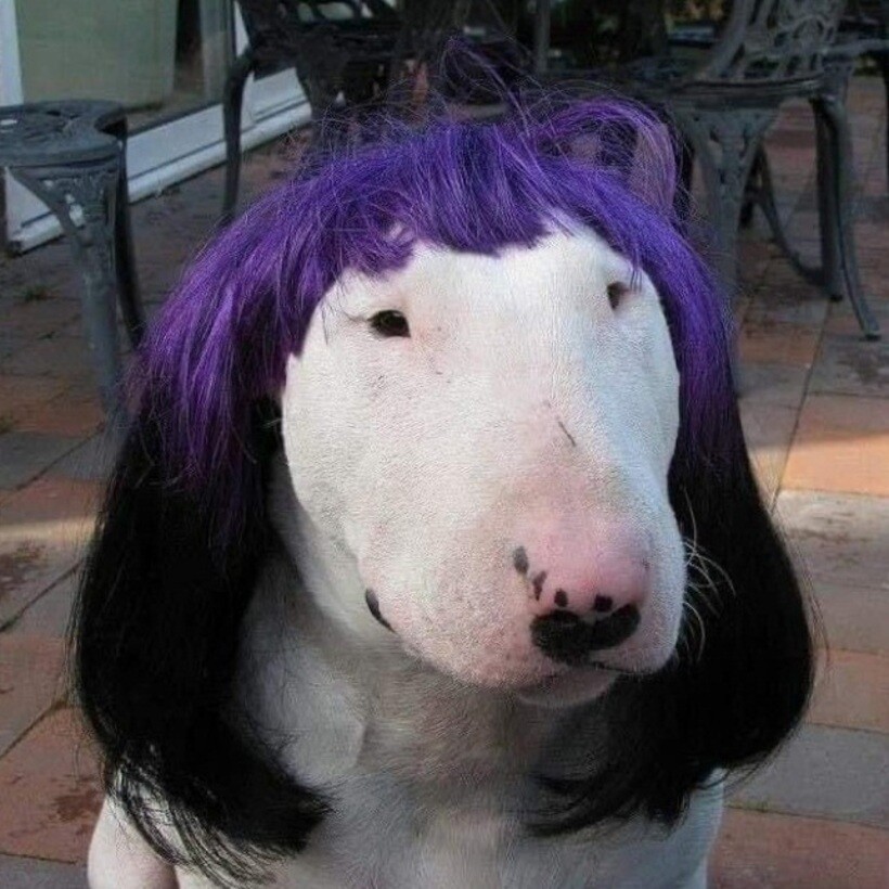 Блог - 20 смешных фото собак, которые выглядят слишком умилительно, что бы они ни делали 20 смешных фото собак, которые выглядят слишком умилительно, что бы они ни делали