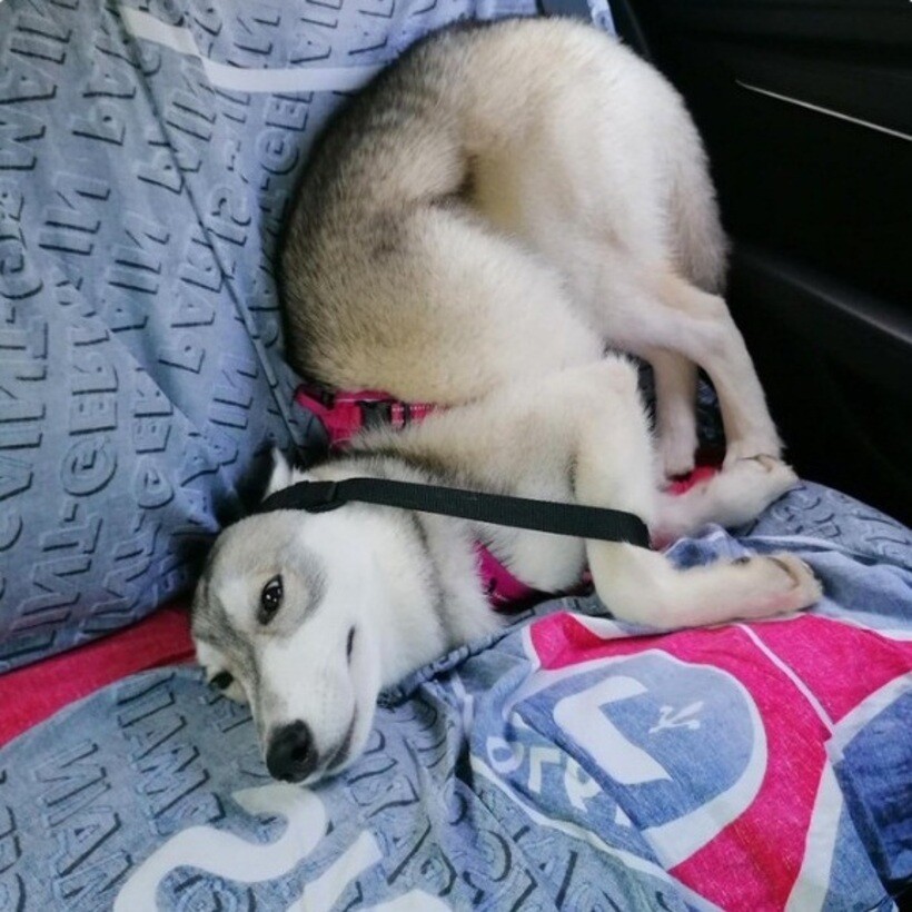 Блог - 20 смешных фото собак, которые выглядят слишком умилительно, что бы они ни делали 20 смешных фото собак, которые выглядят слишком умилительно, что бы они ни делали