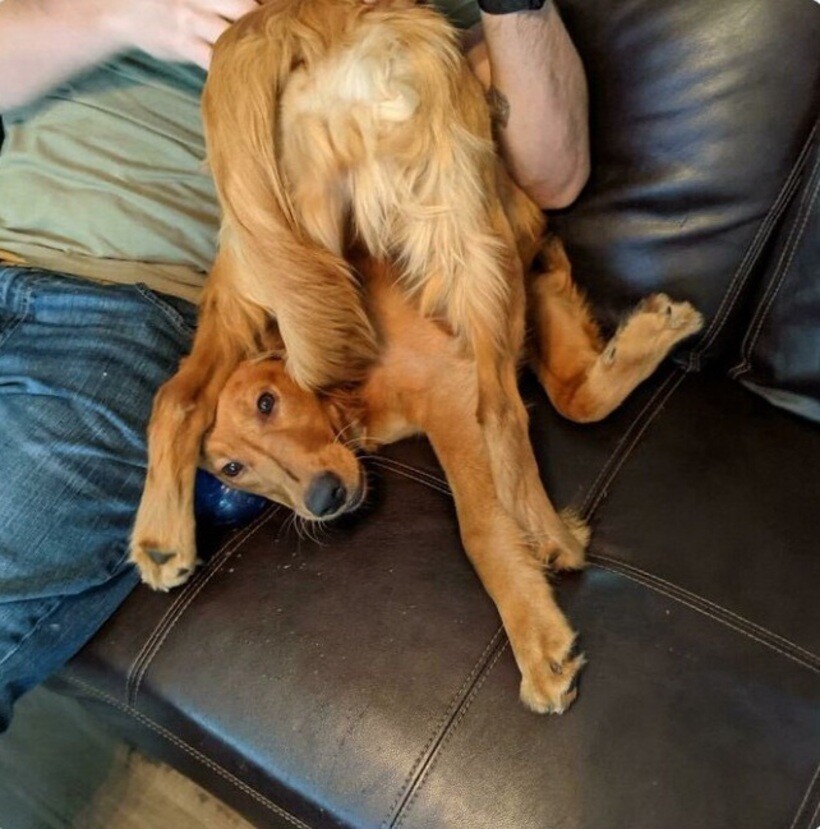 Блог - 20 смешных фото собак, которые выглядят слишком умилительно, что бы они ни делали 20 смешных фото собак, которые выглядят слишком умилительно, что бы они ни делали