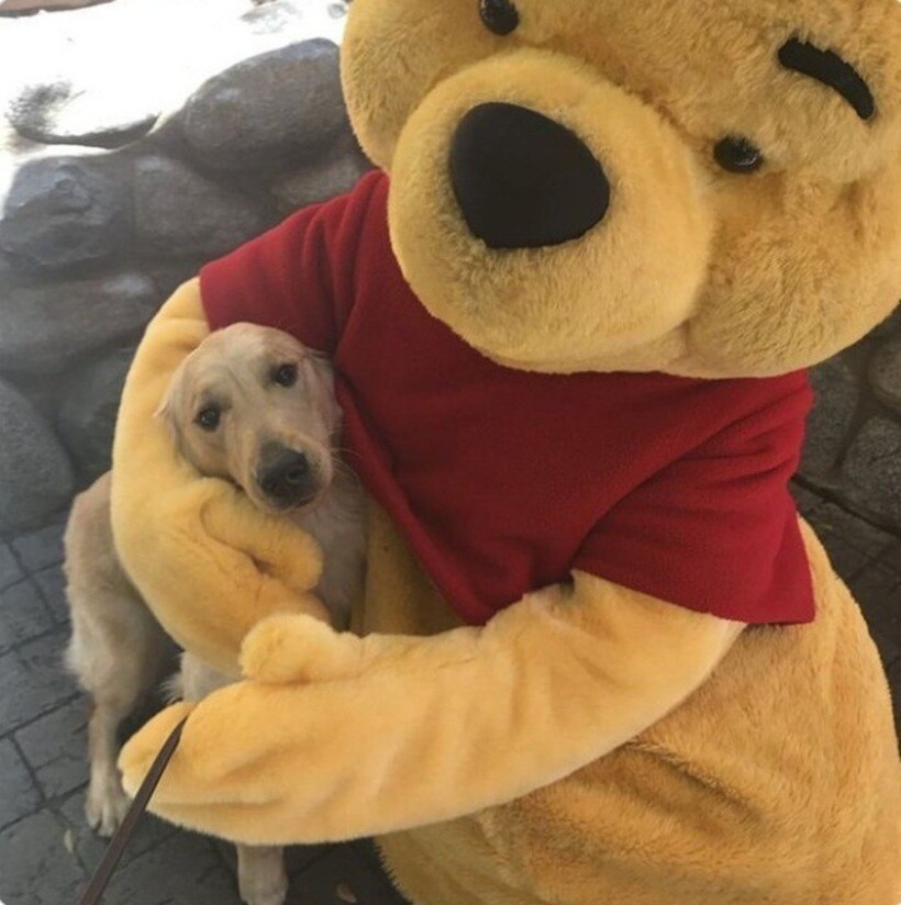 Блог - 20 смешных фото собак, которые выглядят слишком умилительно, что бы они ни делали 20 смешных фото собак, которые выглядят слишком умилительно, что бы они ни делали