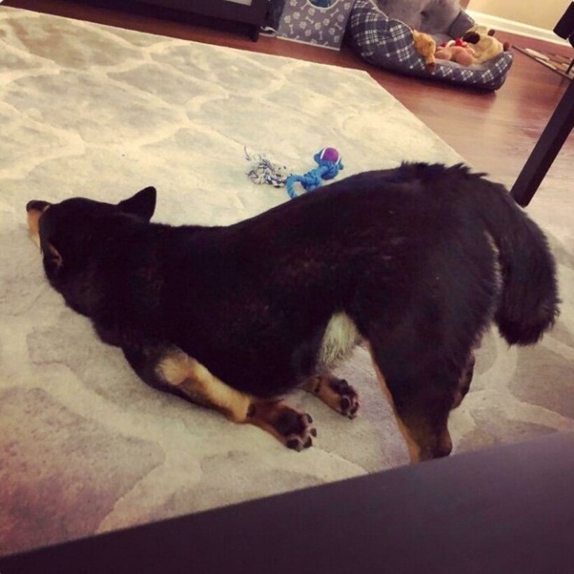 Блог - 20 смешных фото собак, которые выглядят слишком умилительно, что бы они ни делали 20 смешных фото собак, которые выглядят слишком умилительно, что бы они ни делали