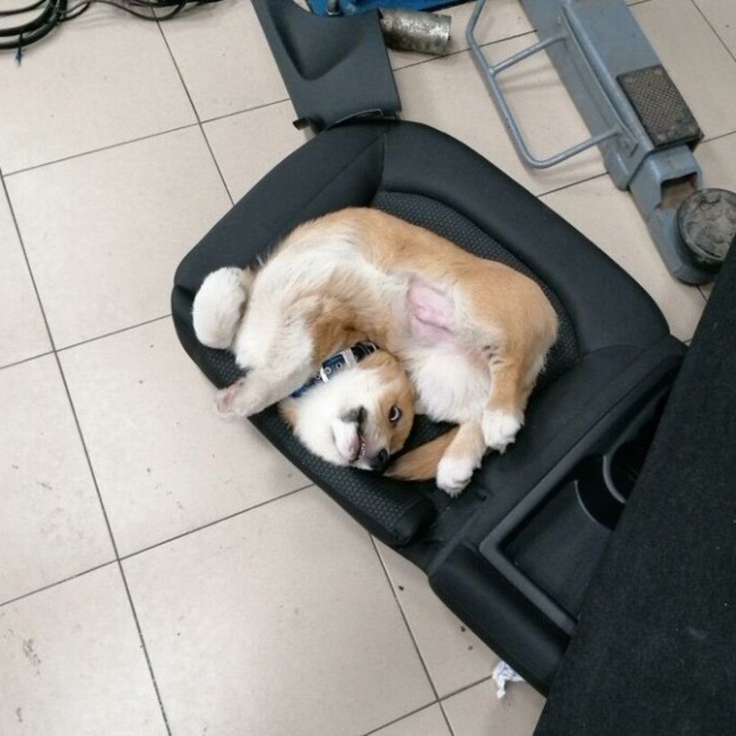 Блог - 20 смешных фото собак, которые выглядят слишком умилительно, что бы они ни делали 20 смешных фото собак, которые выглядят слишком умилительно, что бы они ни делали