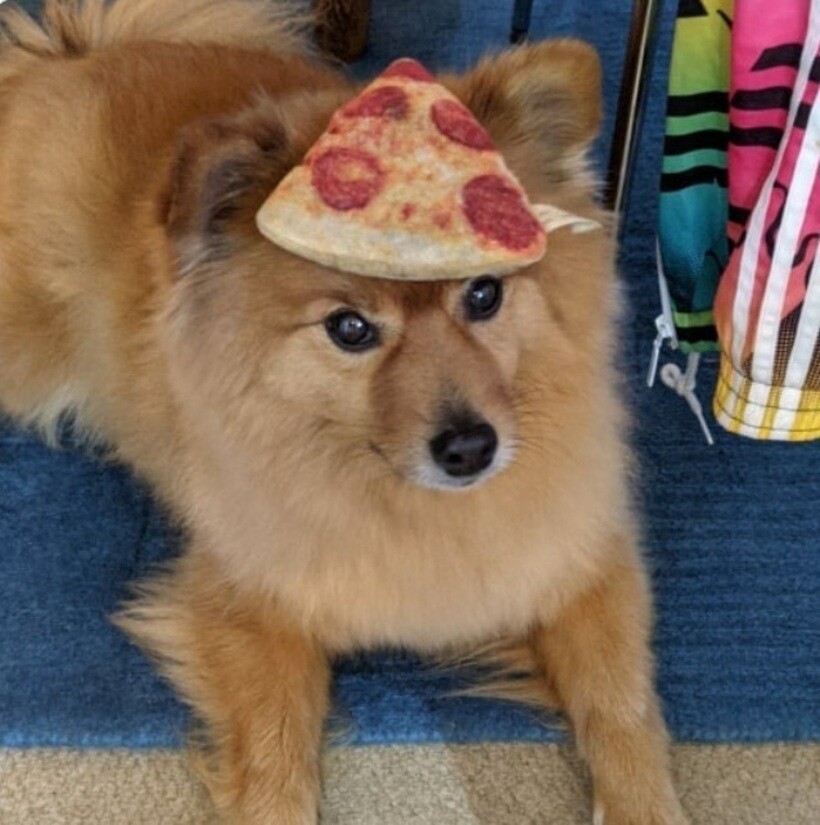 Блог - 20 смешных фото собак, которые выглядят слишком умилительно, что бы они ни делали 20 смешных фото собак, которые выглядят слишком умилительно, что бы они ни делали