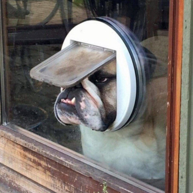 Блог - 20 смешных фото собак, которые выглядят слишком умилительно, что бы они ни делали 20 смешных фото собак, которые выглядят слишком умилительно, что бы они ни делали