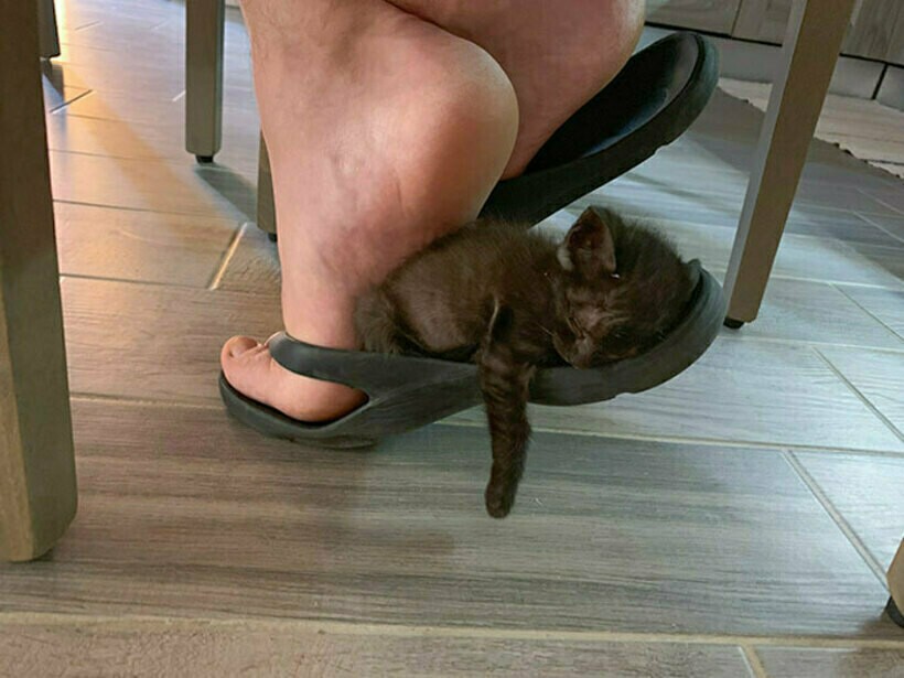 Блог - 14 раз, когда люди лишились всяческого уединения с тех пор, как завели питомца 14 раз, когда люди лишились всяческого уединения с тех пор, как завели питомца