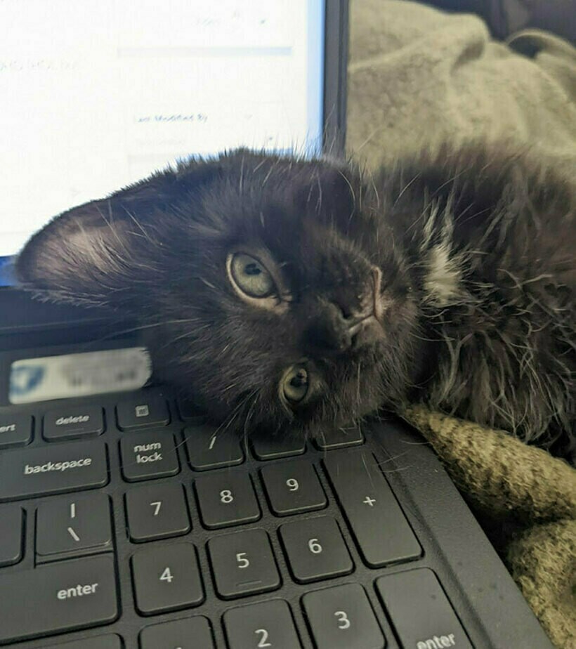 Блог - 14 раз, когда люди лишились всяческого уединения с тех пор, как завели питомца 14 раз, когда люди лишились всяческого уединения с тех пор, как завели питомца