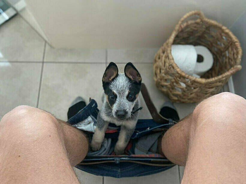 Блог - 14 раз, когда люди лишились всяческого уединения с тех пор, как завели питомца 14 раз, когда люди лишились всяческого уединения с тех пор, как завели питомца